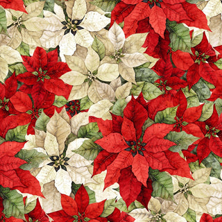 POINSETTIA RADIANCE PACKED POINSETTIA CREAM RED