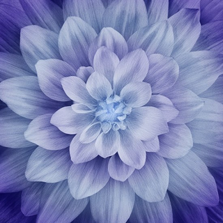 #126 - DREAM BIG SPECTRUM - HYDRANGEA