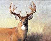 #28 - MAJESTIC OUTDOORS DEER PANEL